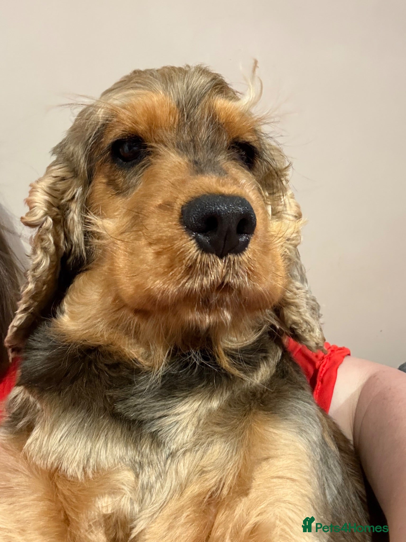 Cocker Spaniel dogs Beautiful Kc reg show type cocker spaniels  - Advert 2