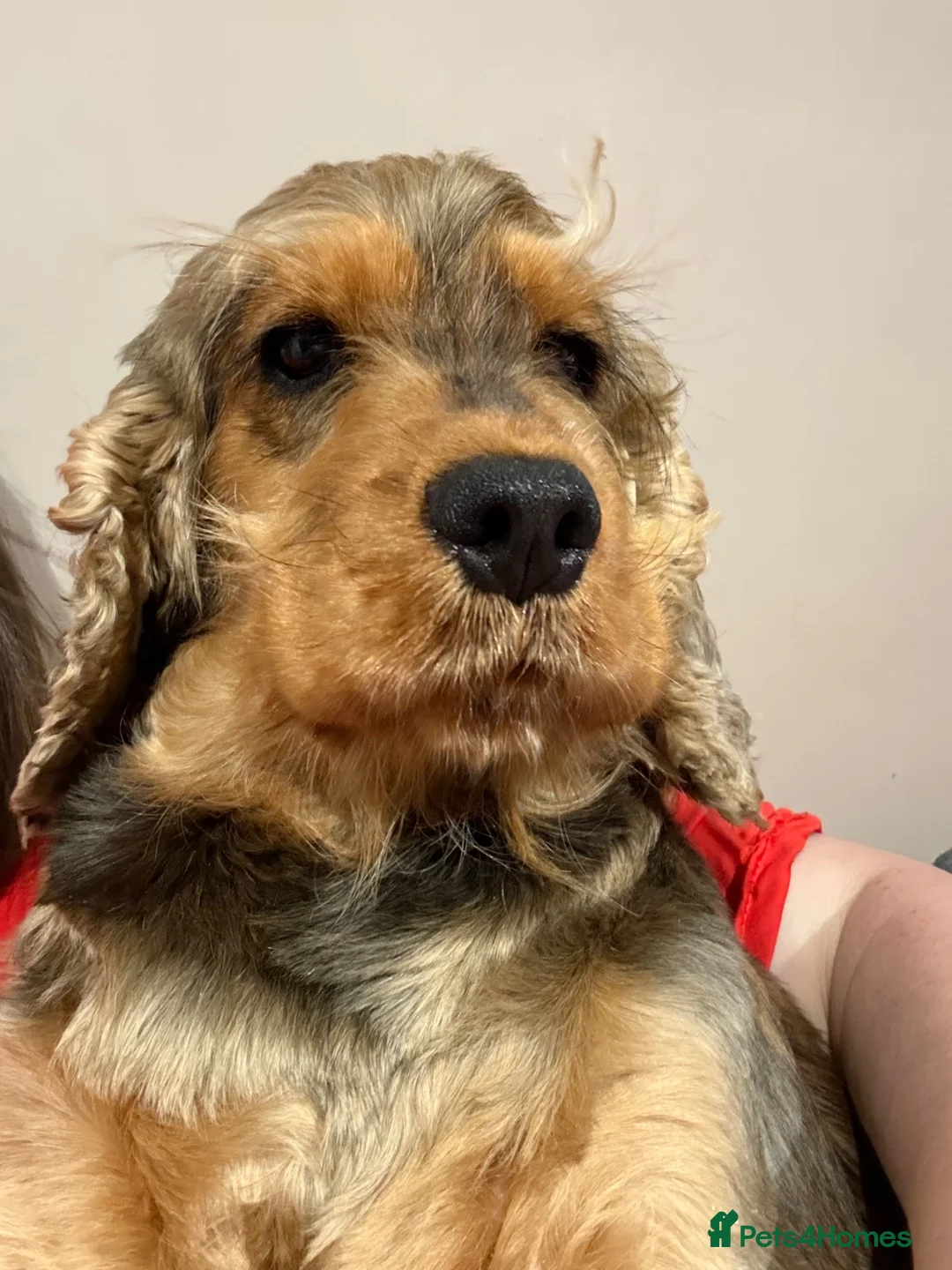 Cocker Spaniel dogs for sale: Beautiful Kc reg show type cocker spaniels  - Advert 2