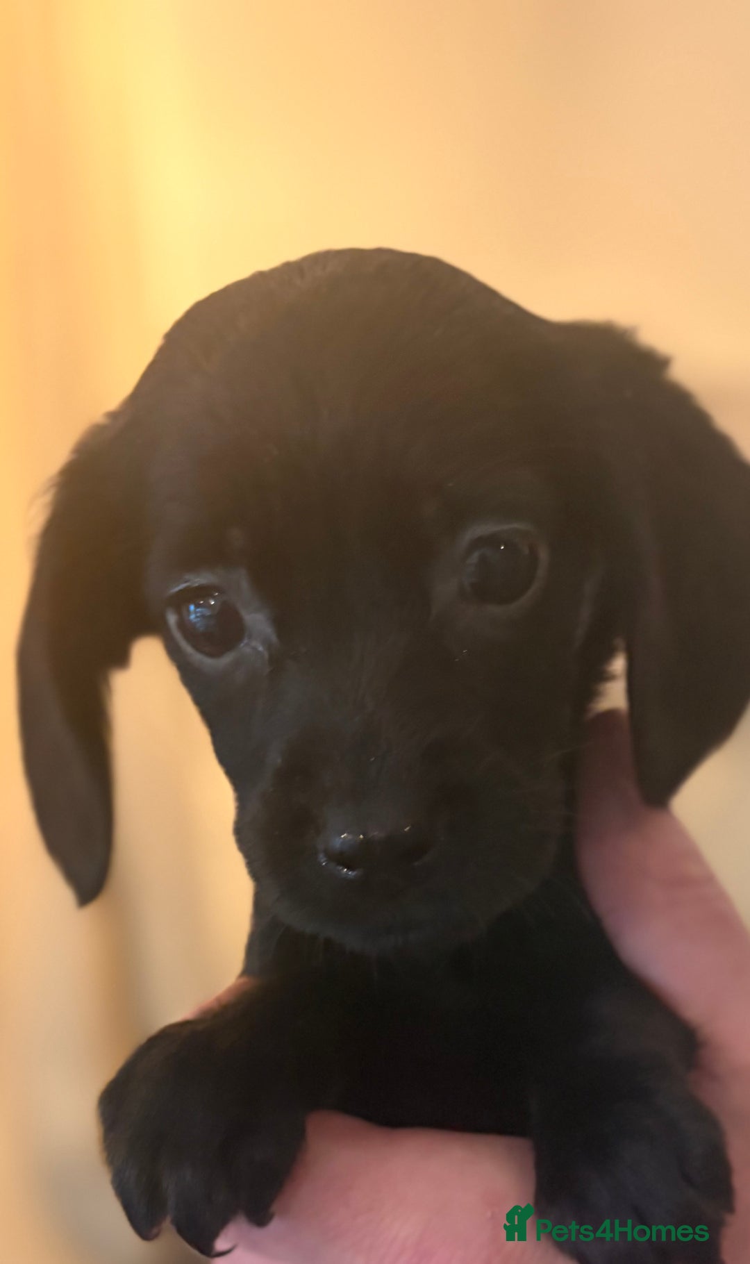 Cockerdor dogs for sale: Beautiful cockerdor puppies - Image 3