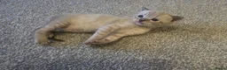 Bengal cats for sale: Adorable bengal X Scottish fold kittens - Advert 9