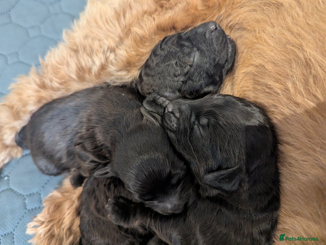 Cavapoo dogs for sale: Cavapoo  - Advert 7