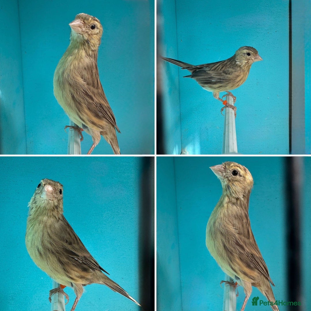 Canaries birds for sale: Hen canaries  - Image 5