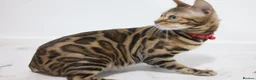Bengal cats for sale: Two Beautiful Bengal Females  in Liverpool - Advert 10
