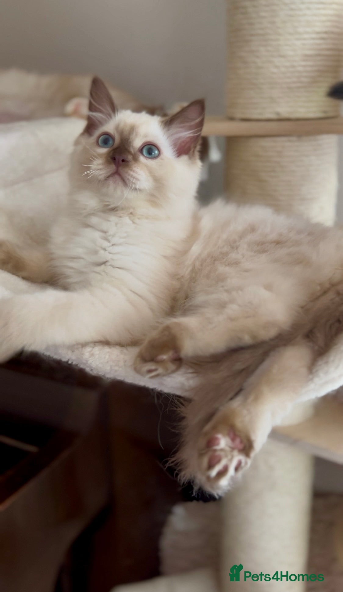 Ragdoll cats Quality Ragdoll Cherubim Mink Smoke Kittens - Advert 1