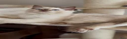 Ragdoll cats for sale: Ragdoll Cherubim Mink Kittens TICA - Advert 4