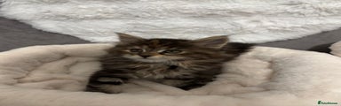 Maine Coon Kitten 5