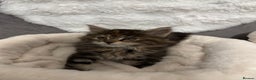 Maine Coon cats for sale: Maine Coon Kitten for Sale  - Advert 2