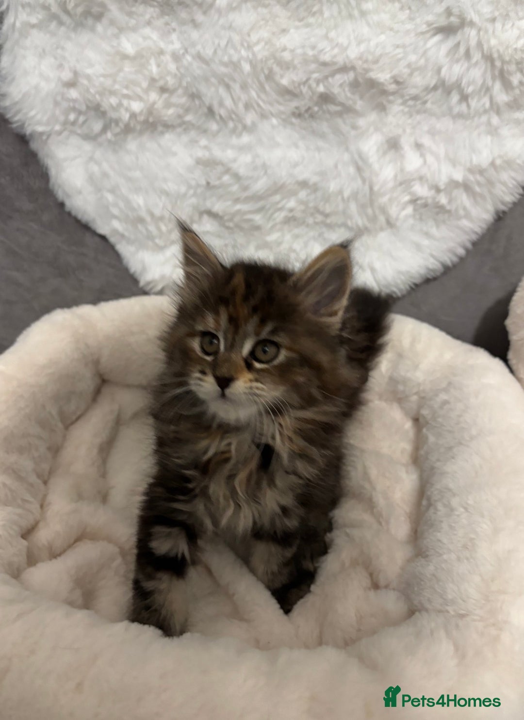 Maine Coon cats for sale: Maine Coon Kitten for Sale  - Advert 2