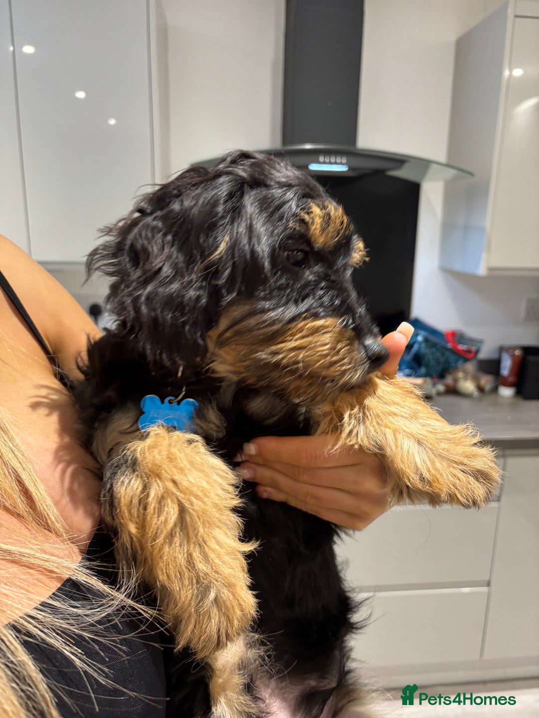 Mixed Breed dogs for sale: Jackapoo x dachshund  - Image 5