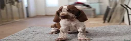 Bracco Italiano dogs for sale: Wonderful litter  - Advert 18