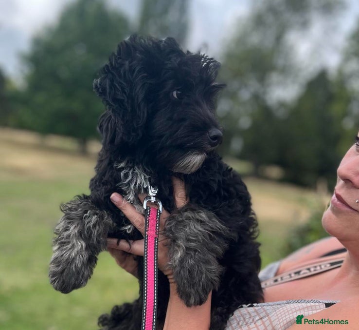 Sheepadoodle dogs F1b mini sheepadoodles - Advert 1