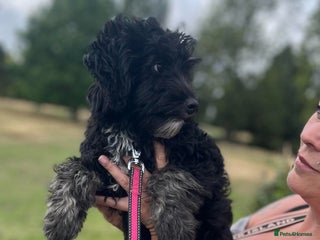 Sheepadoodle dogs - Advert 20