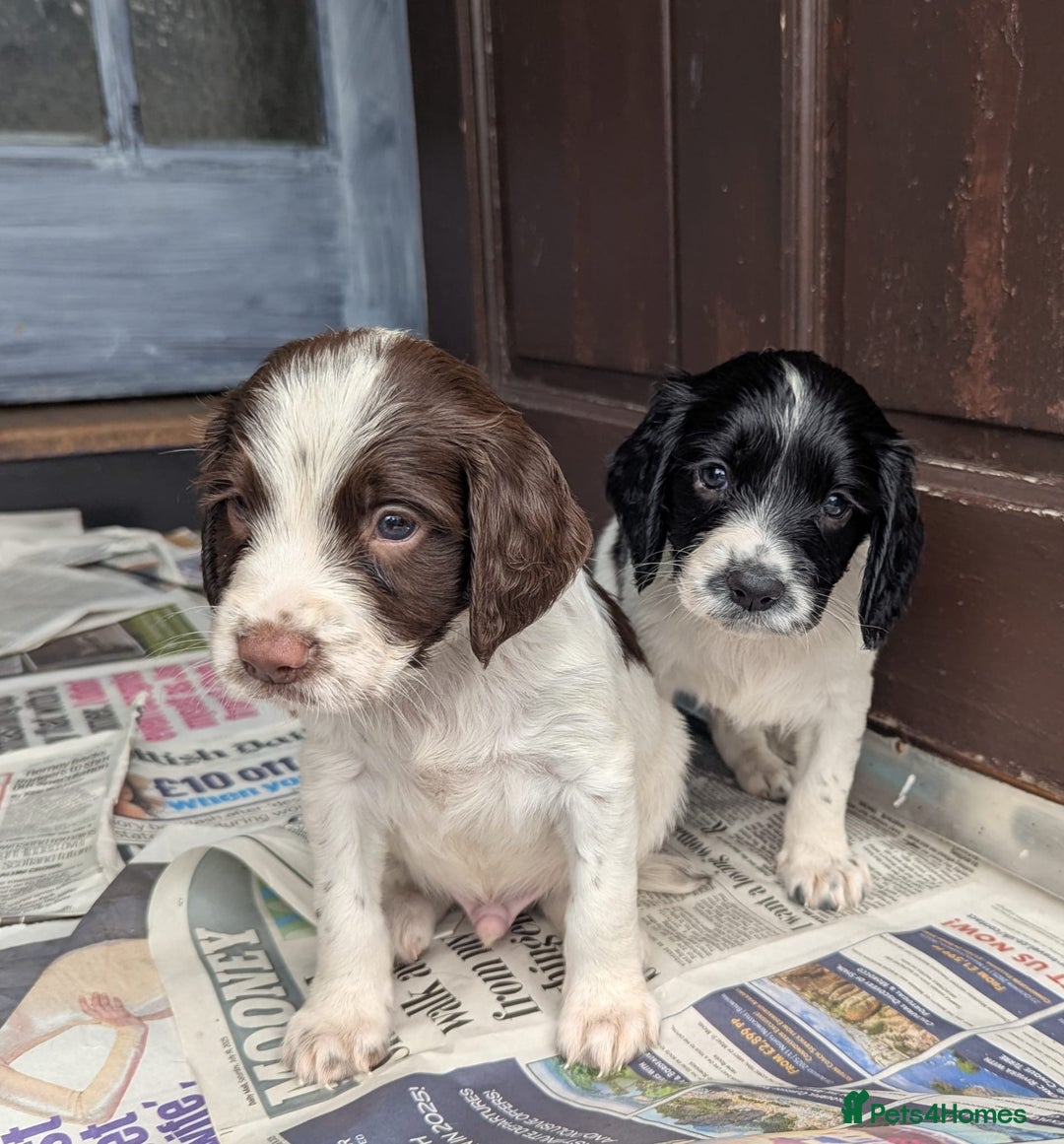 English Springer Spaniel dogs for sale: Beautiful  - Image 8