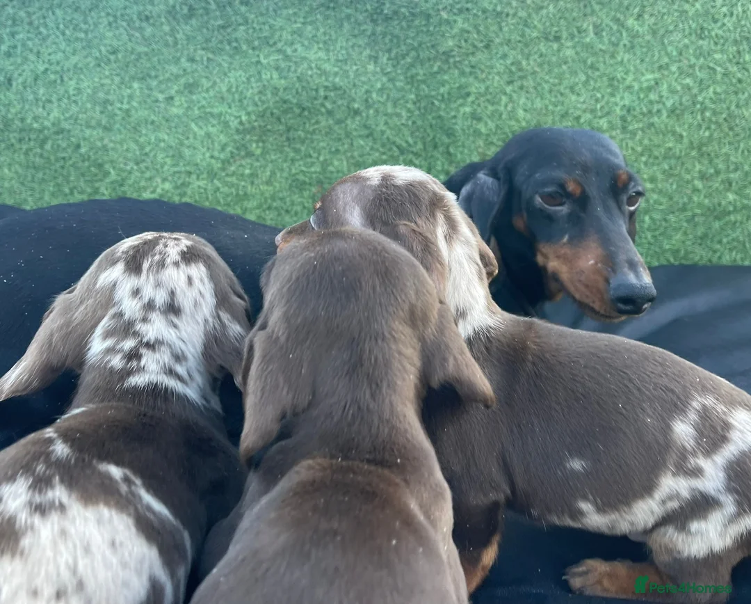 Dachshund dogs for sale: 3 adorable dachsund puppies ready for new home! - Advert 9