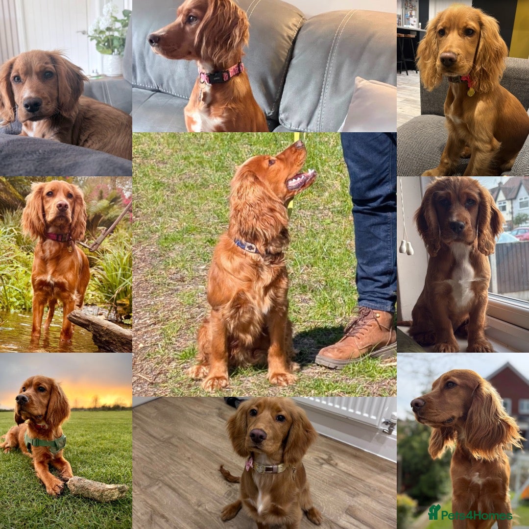 Cocker Spaniel dogs for sale: Cocker Spaniel Puppies - Advert 2