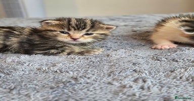 Scottish Fold cats - Advert 4