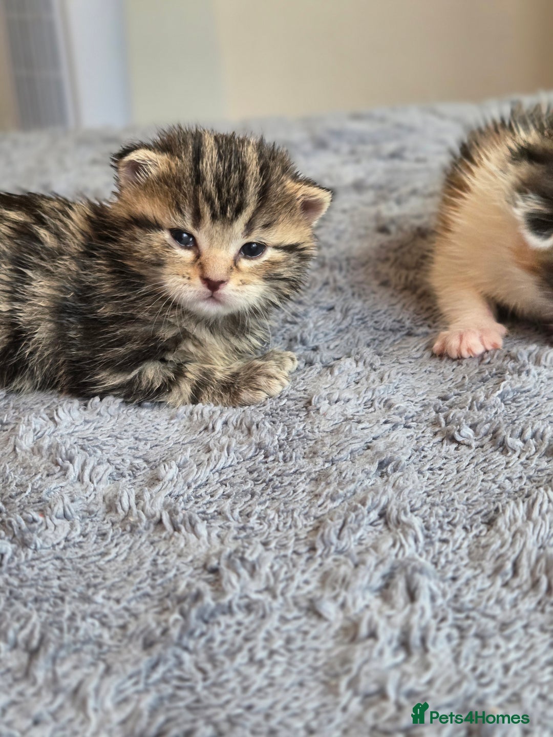 Scottish Fold cats for sale: Beautiful Scottish Folds - Image 2