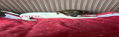 Jack Russell 10