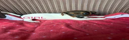 Jack Russell dogs for sale: Jack Russell puppies  - Advert 6