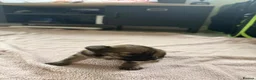 Mixed Breed dogs for sale: Chihuahua Jackapoo cross puppies in Abergele - Advert 2