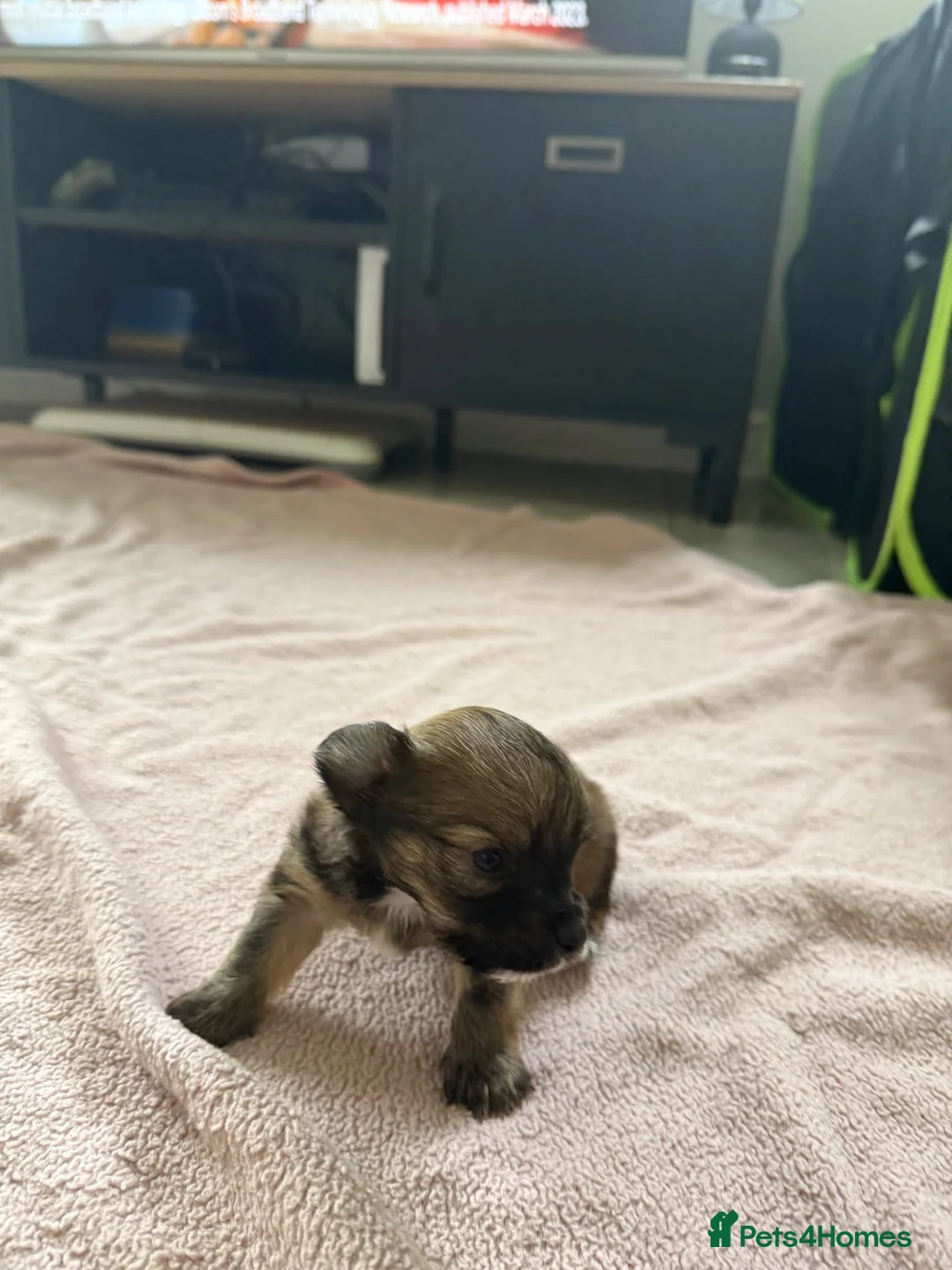 Mixed Breed dogs for sale: Chihuahua Jackapoo cross puppies in Abergele - Advert 2