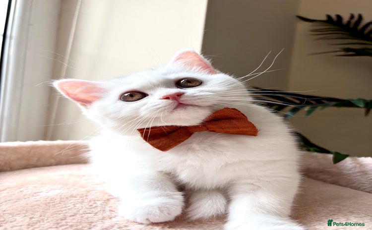 Persian cats - Advert 9