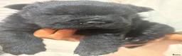 Chow Chow dogs for sale:  3 Black Female Chow Chow Puppies Available  - Advert 4
