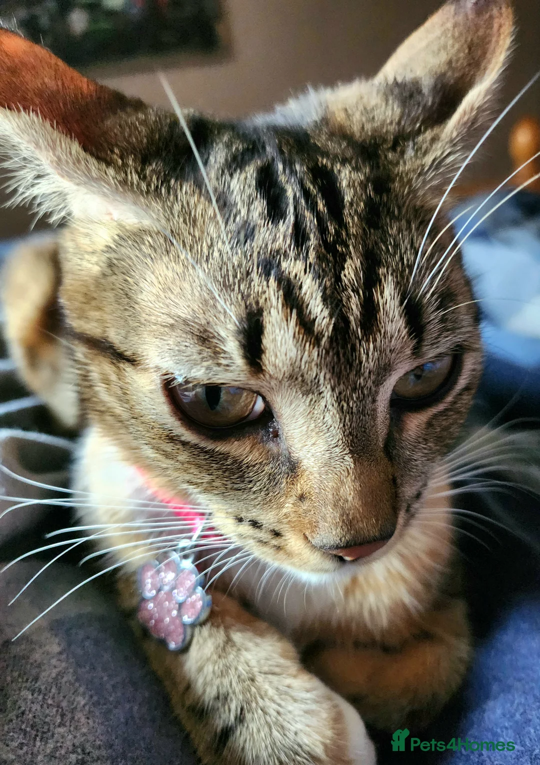 Brazilian Shorthair cats for sale: Family of 3 gorgeous cats for adoption - Advert 25