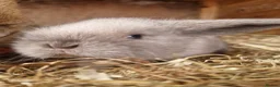 Mini Lop rabbits for sale: Baby Mini Lops - Advert 12