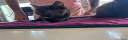 American Shorthair cats for sale: American shorthair babies  - Advert 21