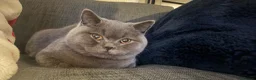 British Shorthair cats for sale: 1 year old BSH - Advert 5