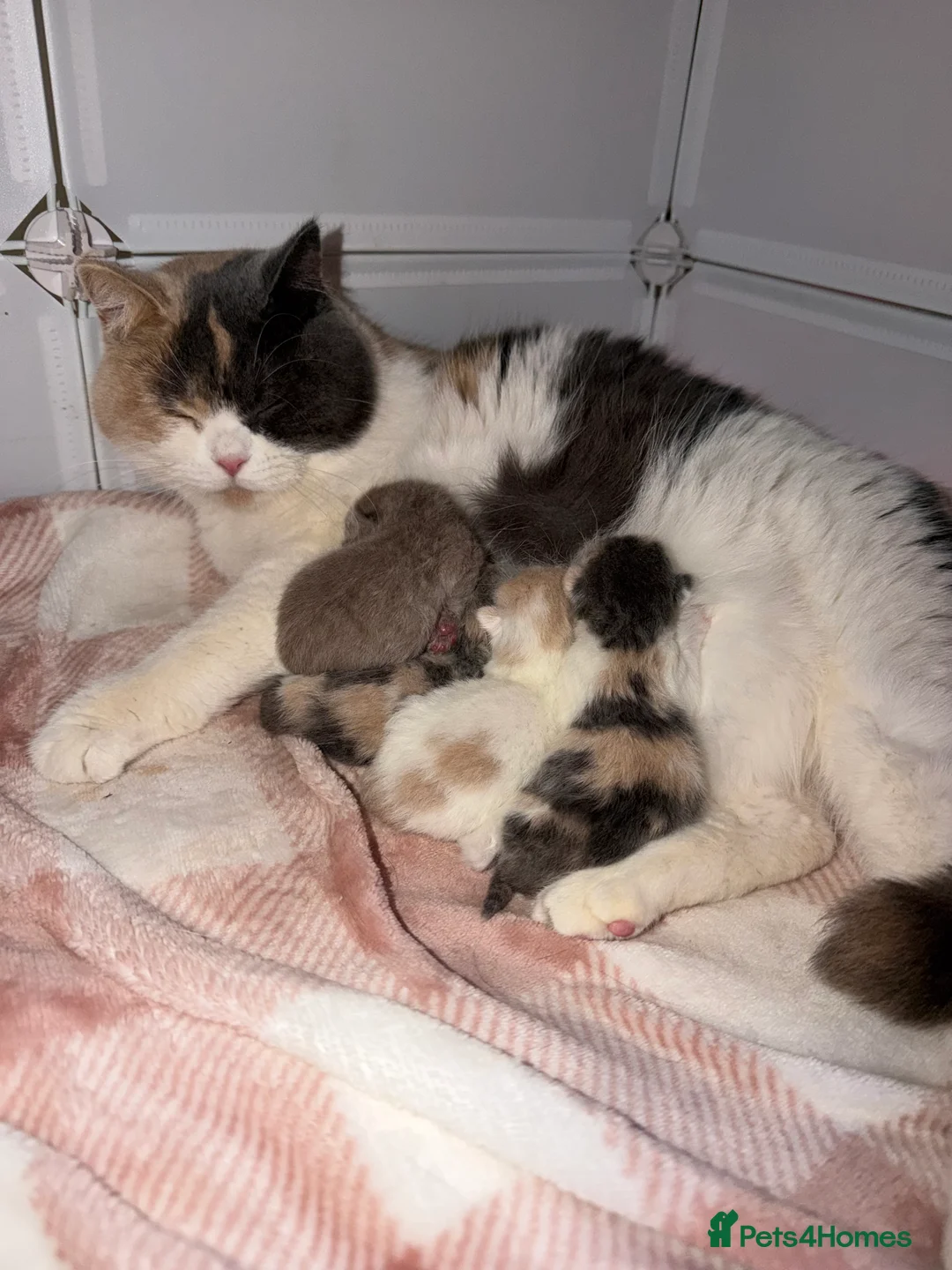 British Shorthair cats for sale: British shorthair kittens in a rainbow of colours  - Advert 1
