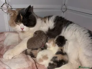 British Shorthair cats British shorthair kittens in a rainbow of colours - Advert 1