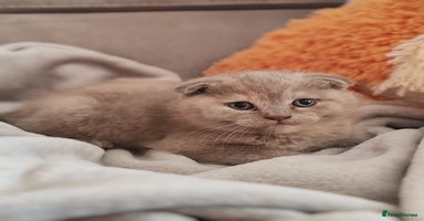 Scottish Fold cats - Advert 4