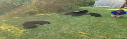 Newfoundland dogs for sale: KC Registered Black Newfoundland Puppies  - Advert 3