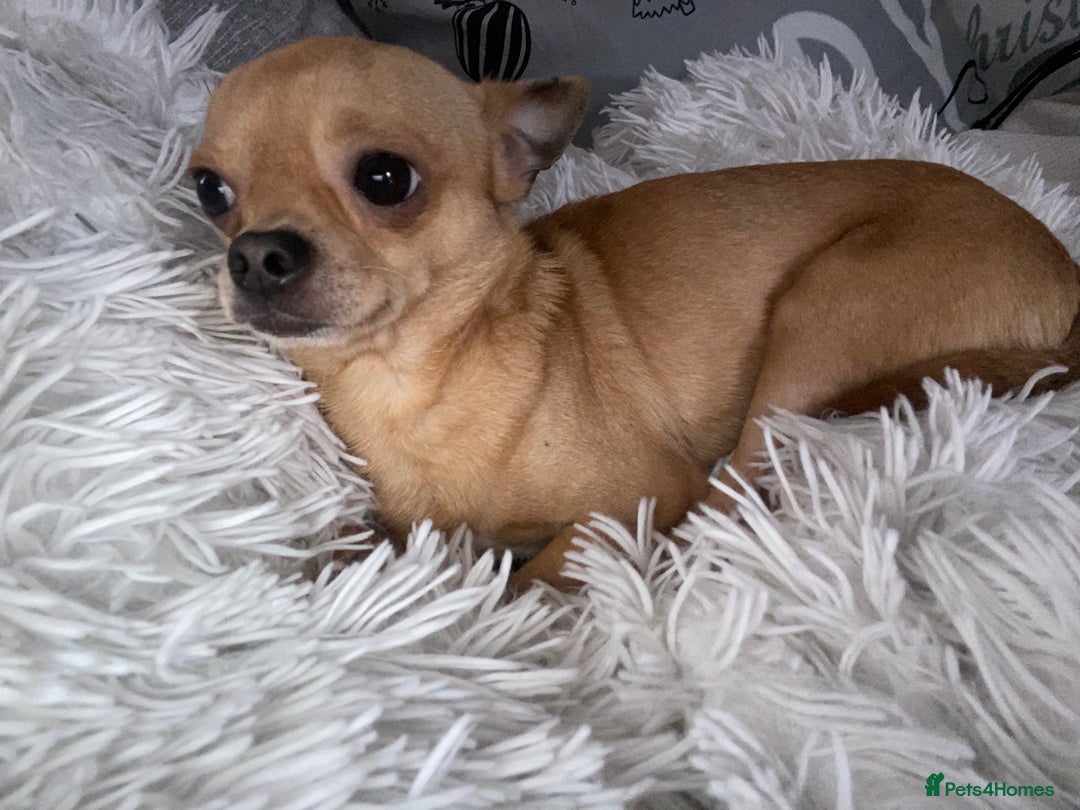Chihuahua dogs for sale: Tiny Fawn Male Chihuahua  - Advert 6