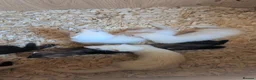 Ferret rodents for sale: Lovely ferret kits  in Lochgelly - Advert 2