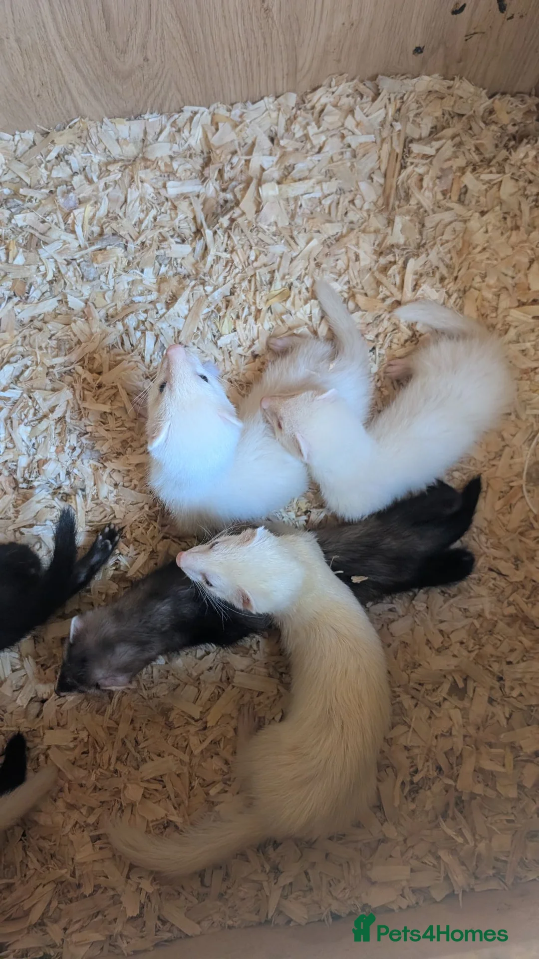 Ferret rodents for sale: Lovely ferret kits  in Lochgelly - Advert 2