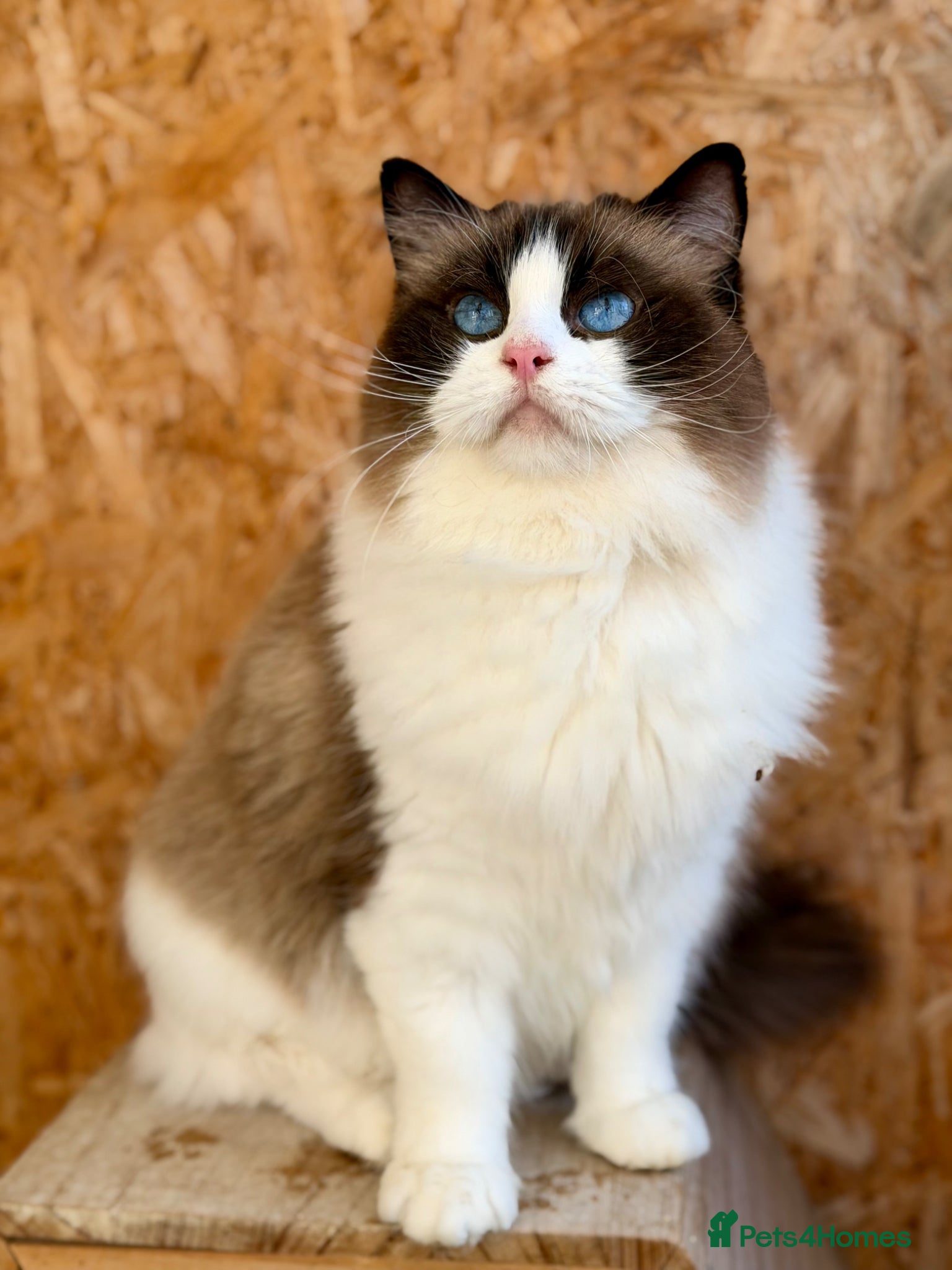 Ragdoll cats TICA registered retired queen - Advert 1