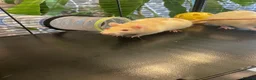 Rat rodents for sale: 4 albino fancy rats in Barnstaple - Advert 12