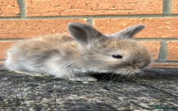 Angora rabbits for sale: English Angora  - Image 15