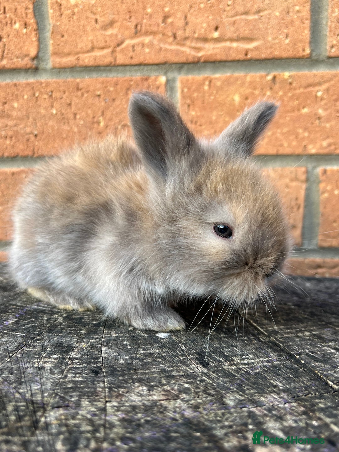 Angora rabbits for sale: English Angora  - Image 15