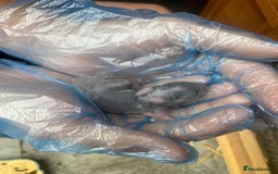 Mini Lop rabbits for sale: 🩶pure MINI lop🩶 - Image 5