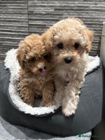 Poochon dogs 2 Poochons, Both Girls 💝Ready Now in Cheshire - Advert 1