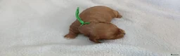 Cavapoo dogs for sale: F1 CAVAPOO PUPPIES  in Stevenage - Advert 22