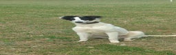 Saluki dogs for sale: Saluki greyhound  - Advert 2
