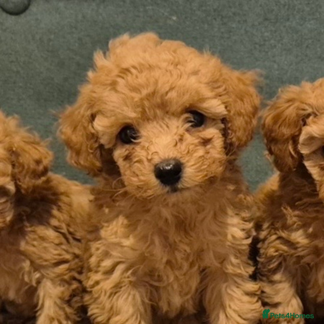Toy Poodle dogs for sale: Beautiful Red Toy Poodles - Image 13