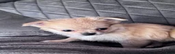 Chihuahua dogs for sale: gorgeous puppies in hull - Advert 6