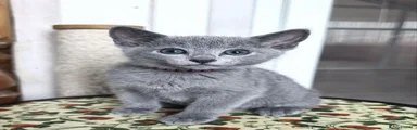 Russian Blue 1