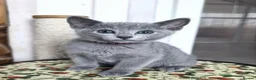 Russian Blue cats for sale: Meet Our Lovely Russian Blue Kittens in Southampton - Advert 3